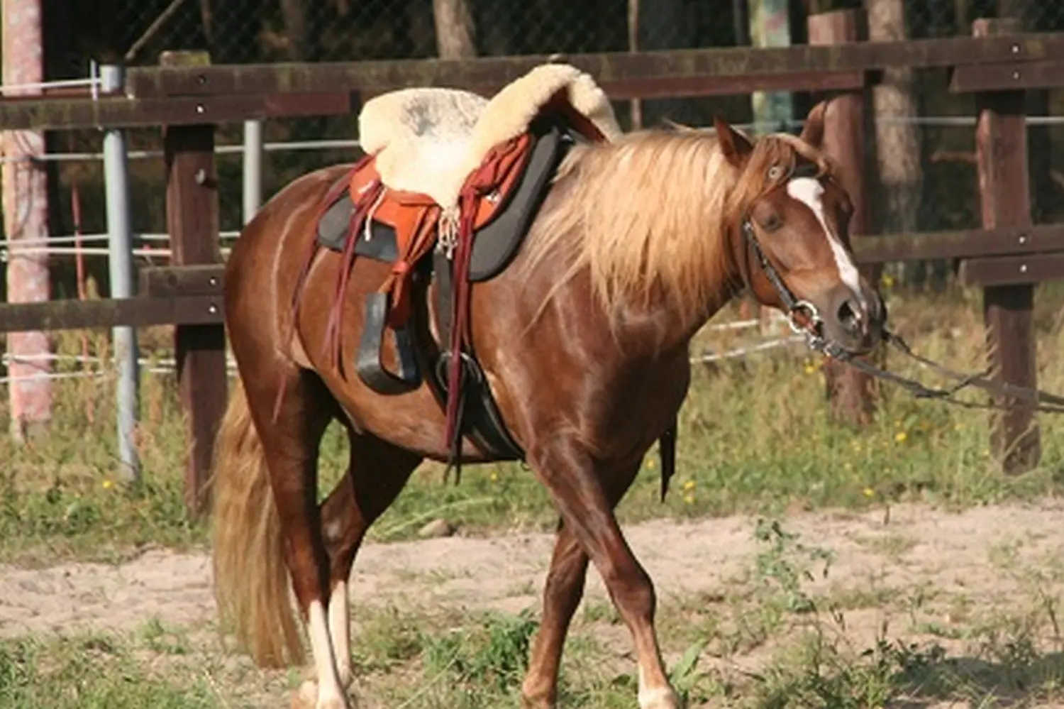 Horsemanship und Bodenarbeit