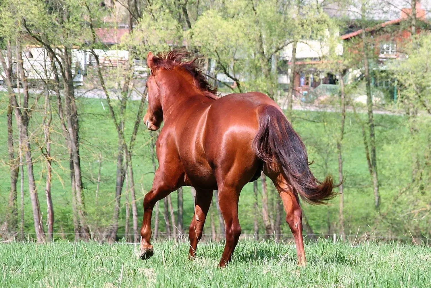 Horsemanship und Bodenarbeit
