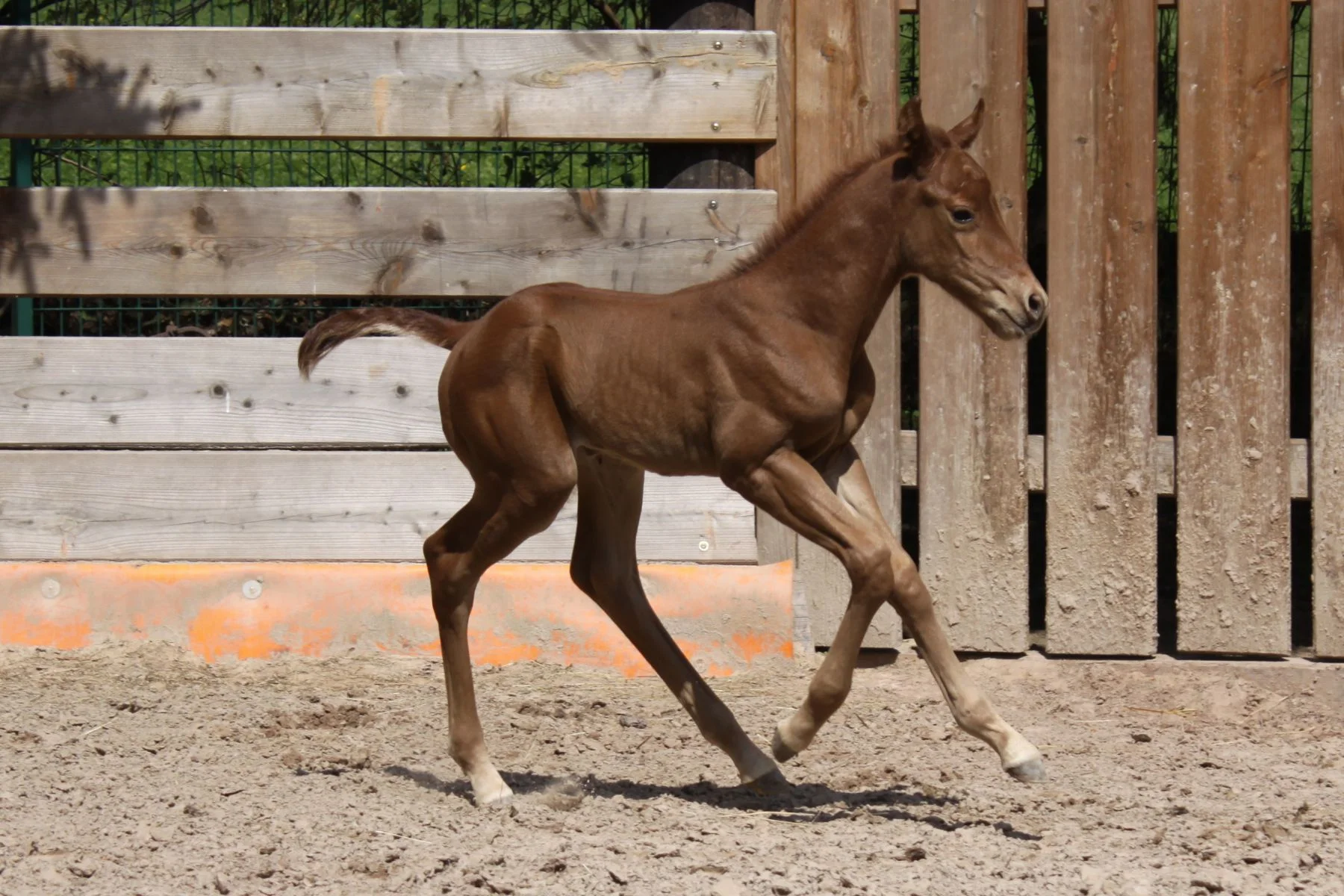Horsemanship und Bodenarbeit