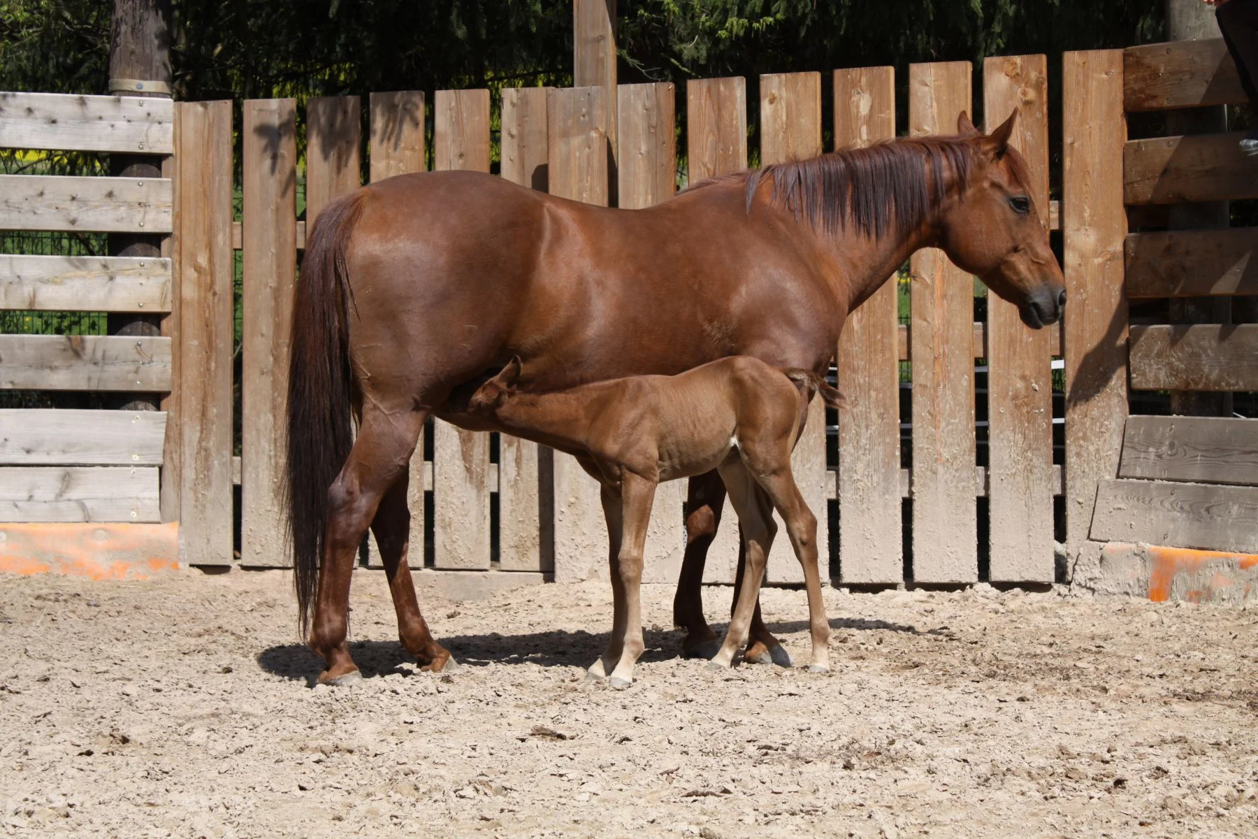 Horsemanship und Bodenarbeit