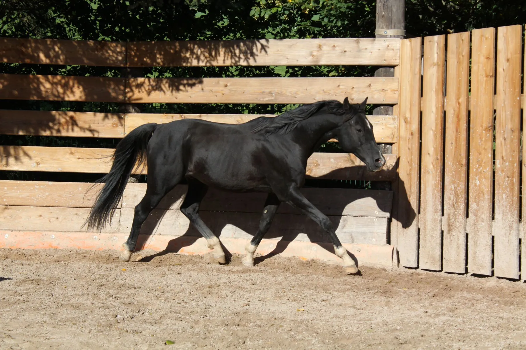 PFERDE Mobiler Trainer