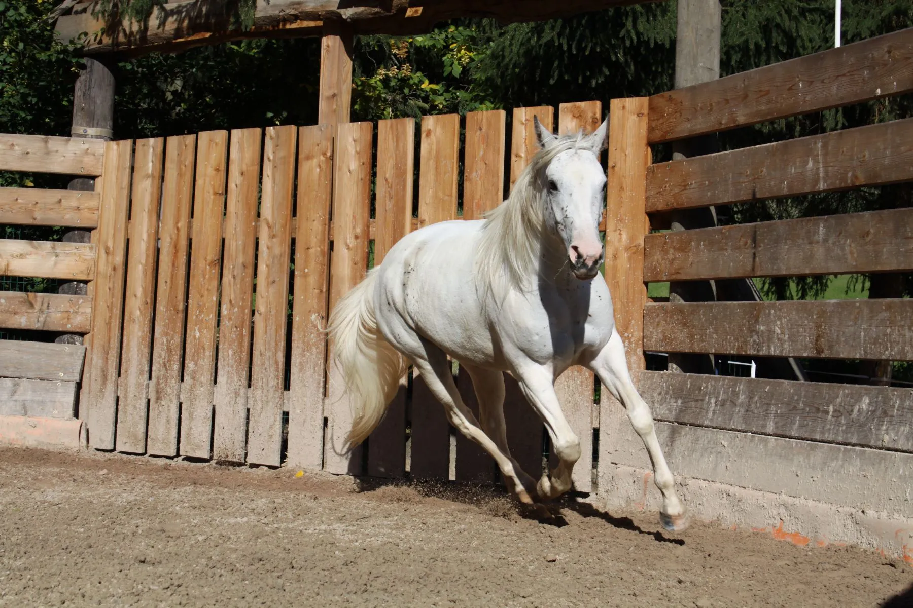 Horsemanship und Bodenarbeit