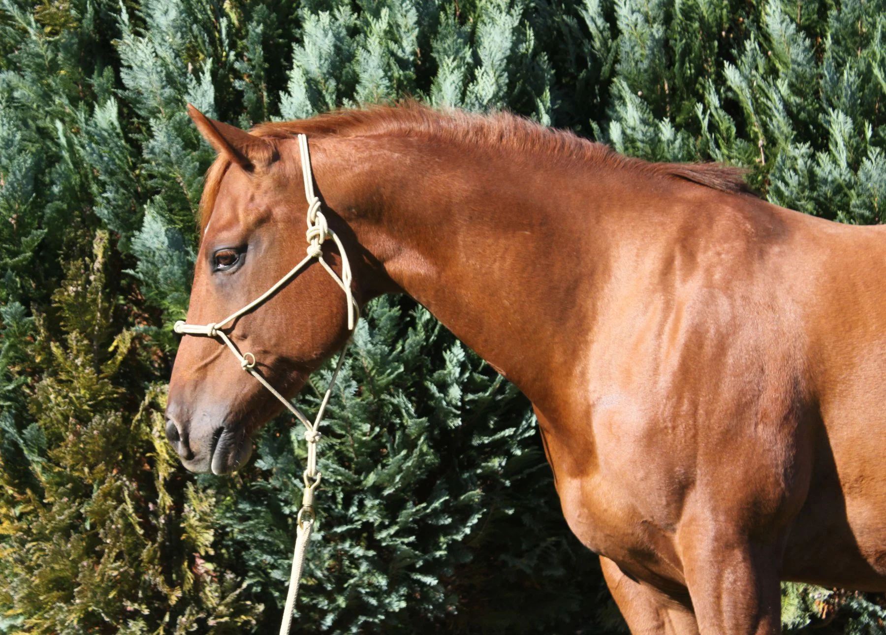 Horsemanship und Bodenarbeit