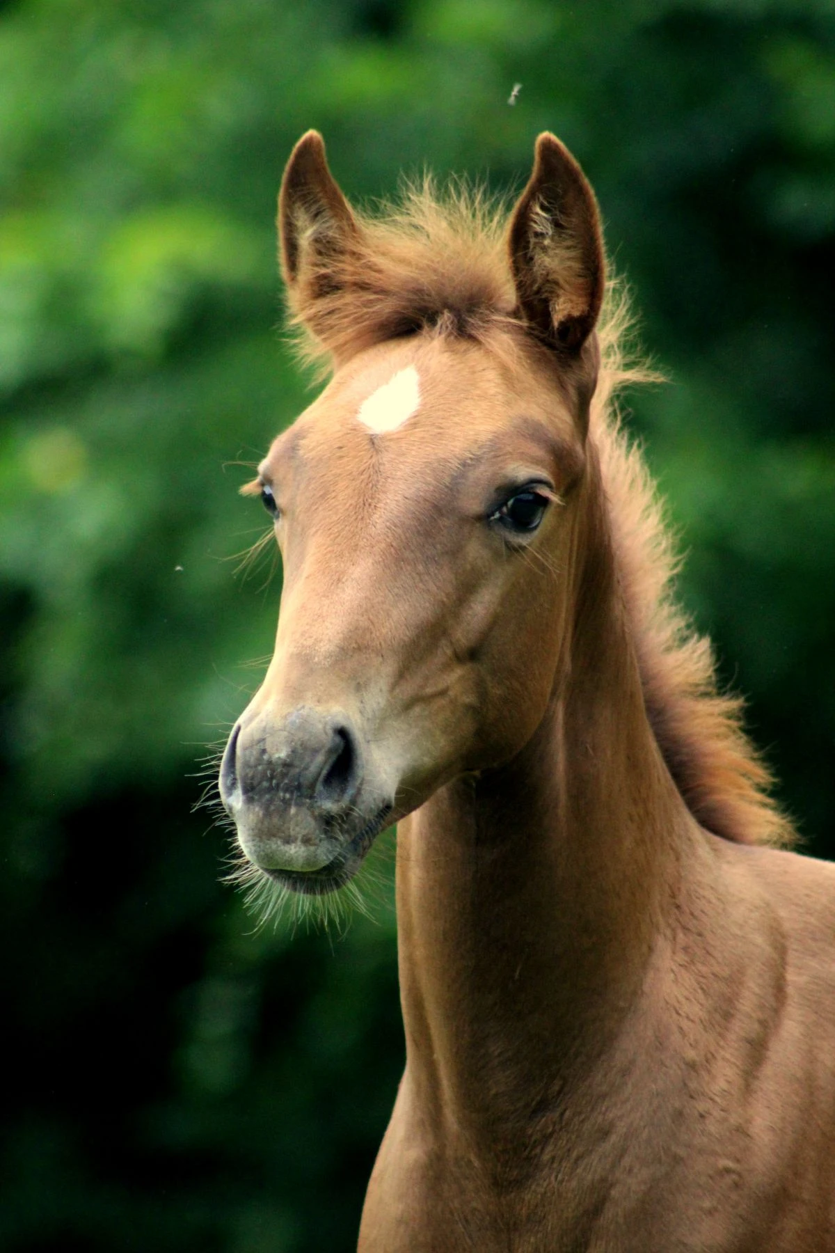 Horsemanship und Bodenarbeit