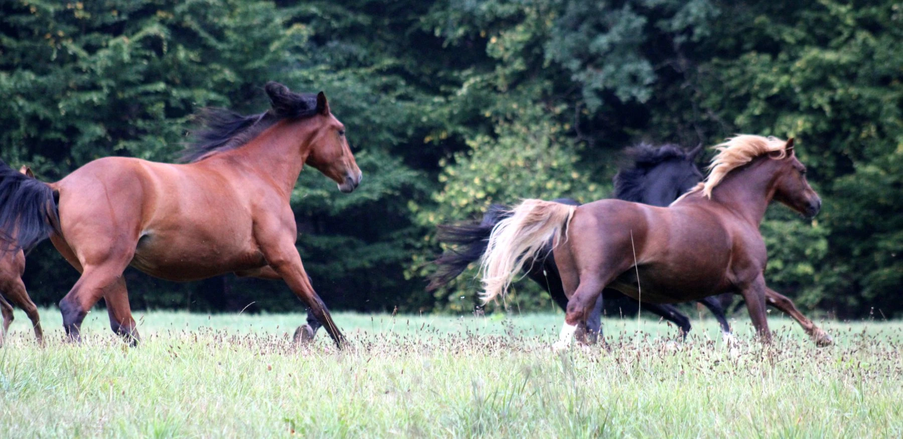 Horsemanship und Bodenarbeit