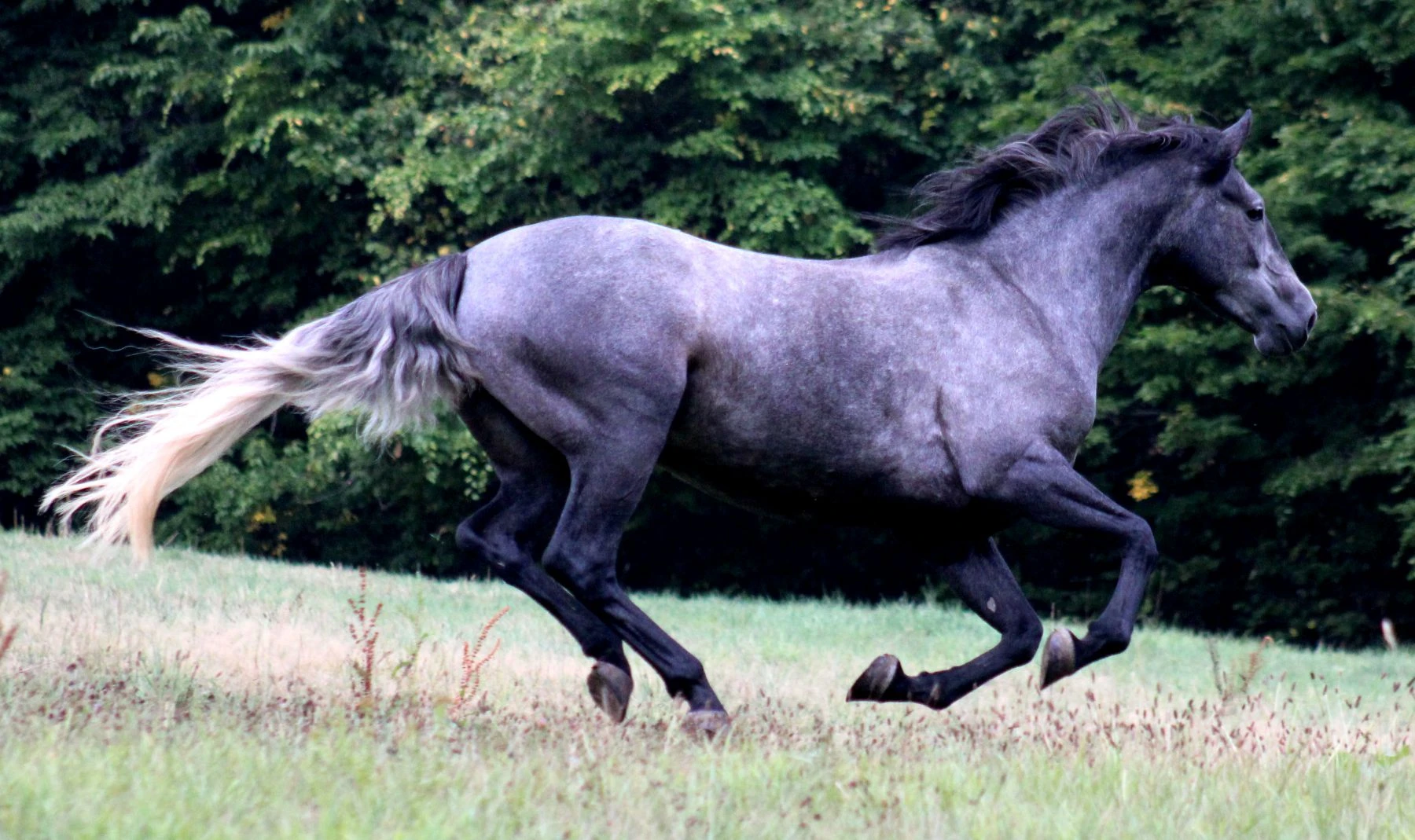 Horsemanship und Bodenarbeit