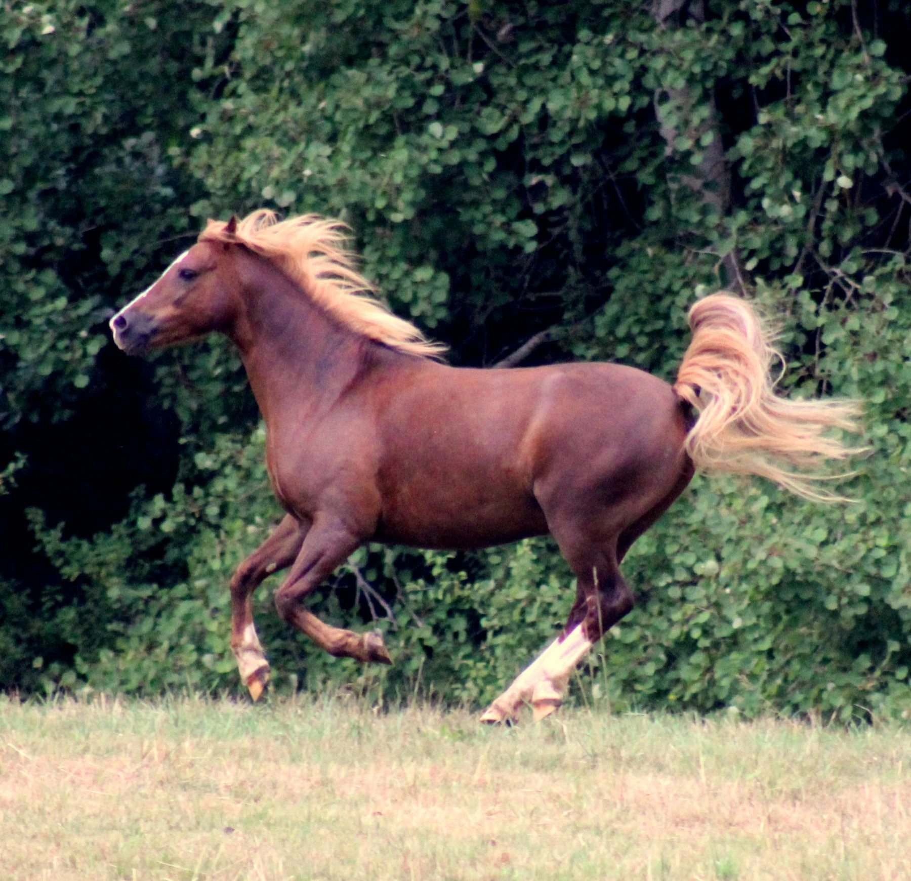 Pferde