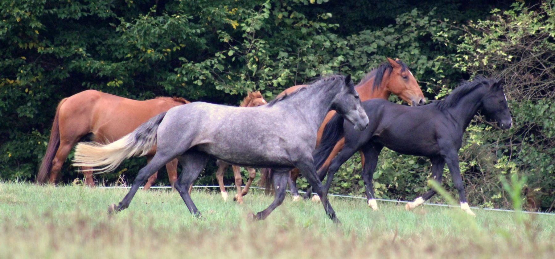 Geländeritt