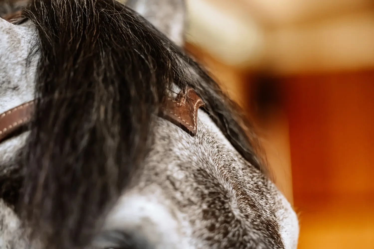 Horsemanship und Bodenarbeit