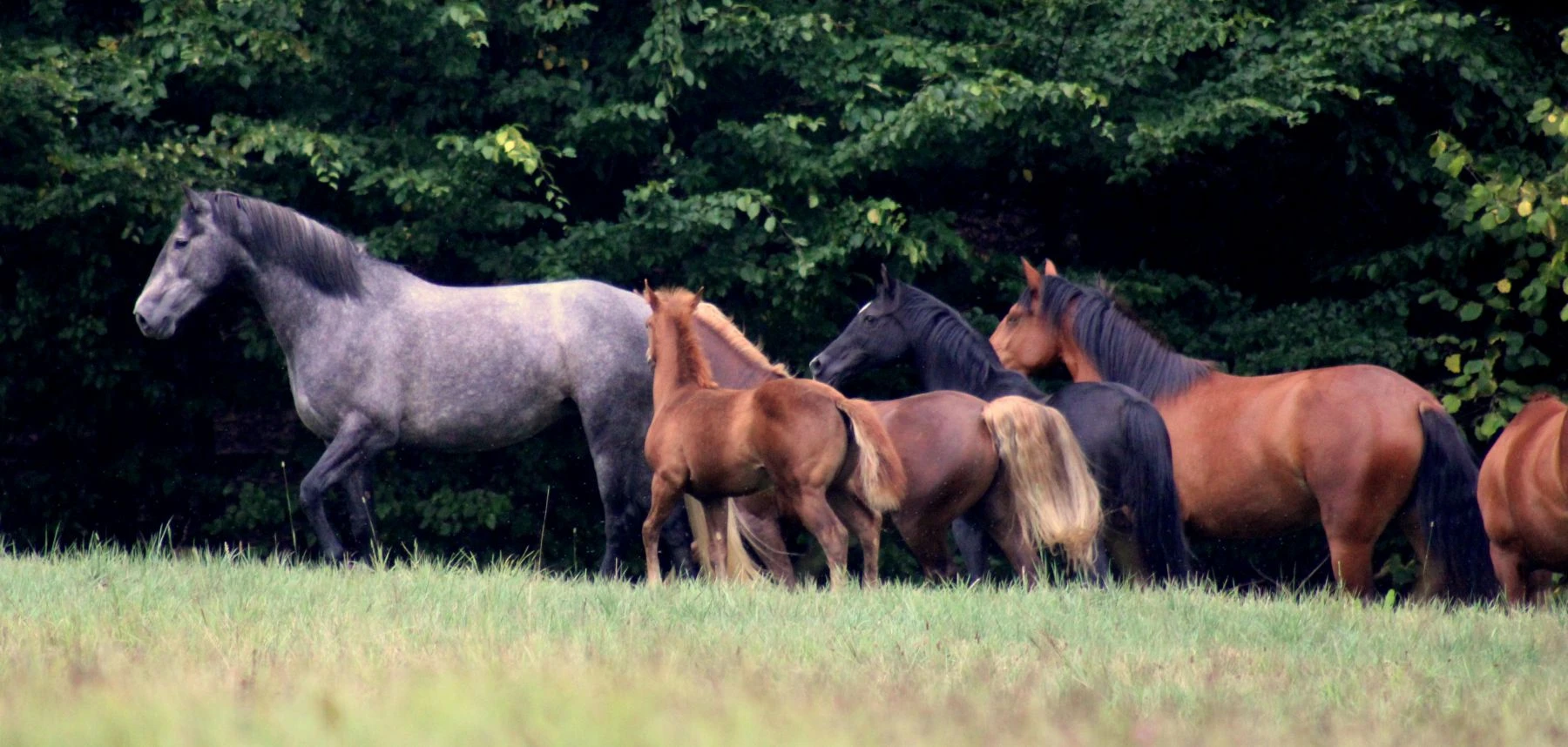 Horse College