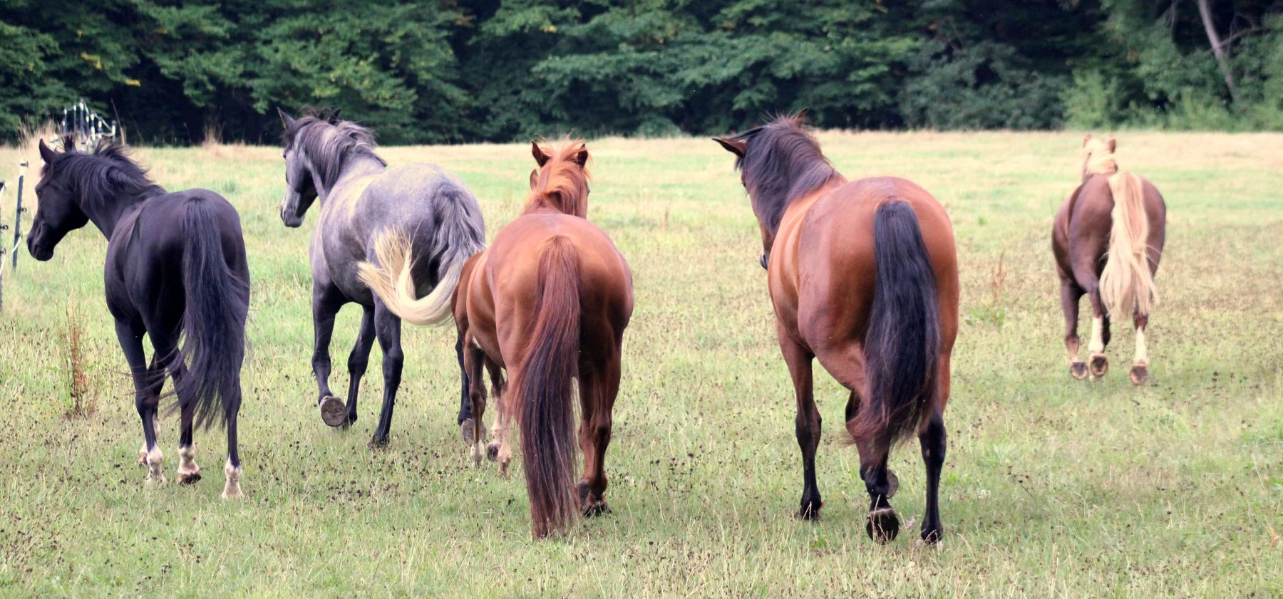 Horse College