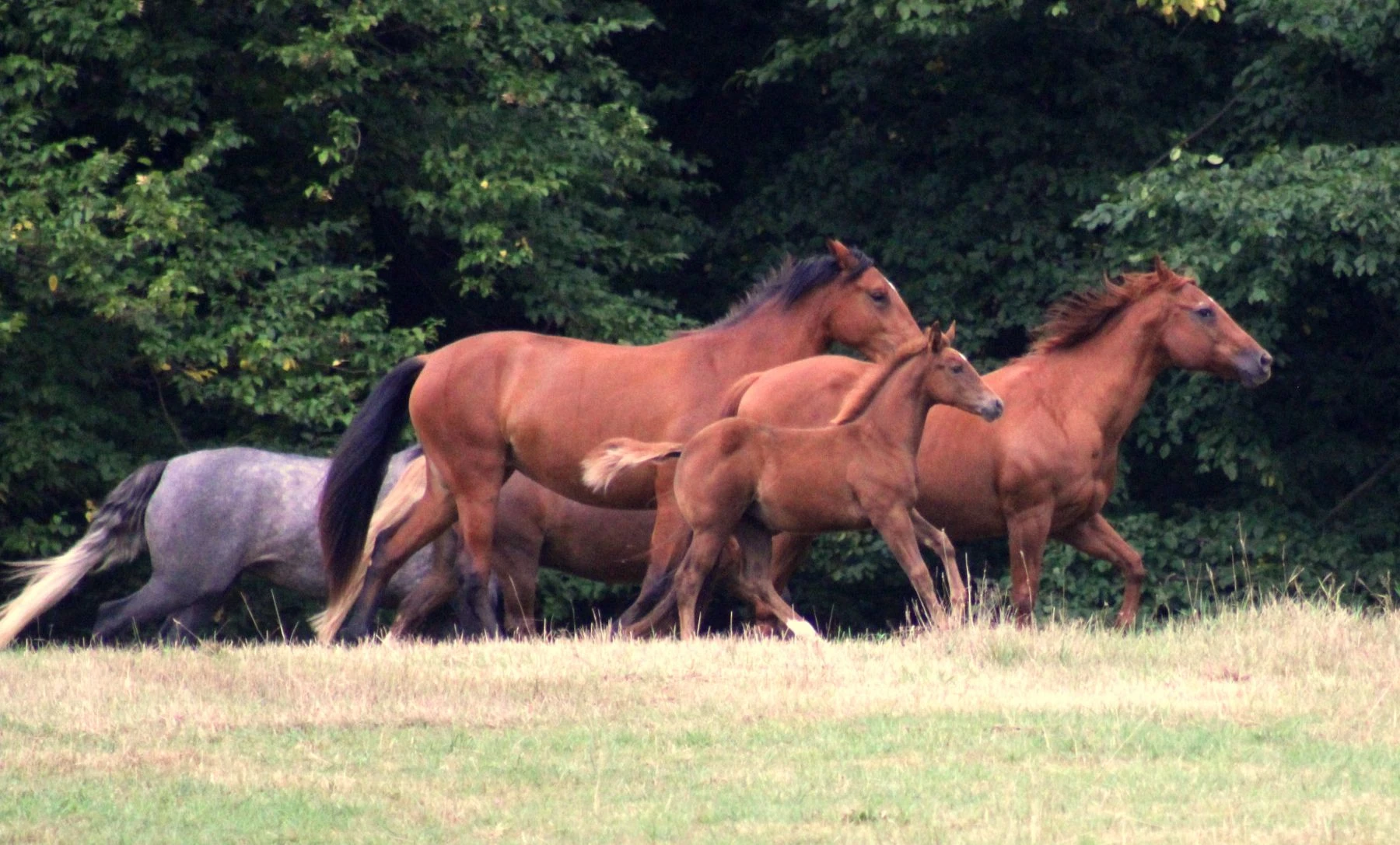 Horse College